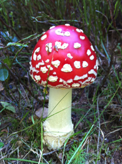amanitamuscaria